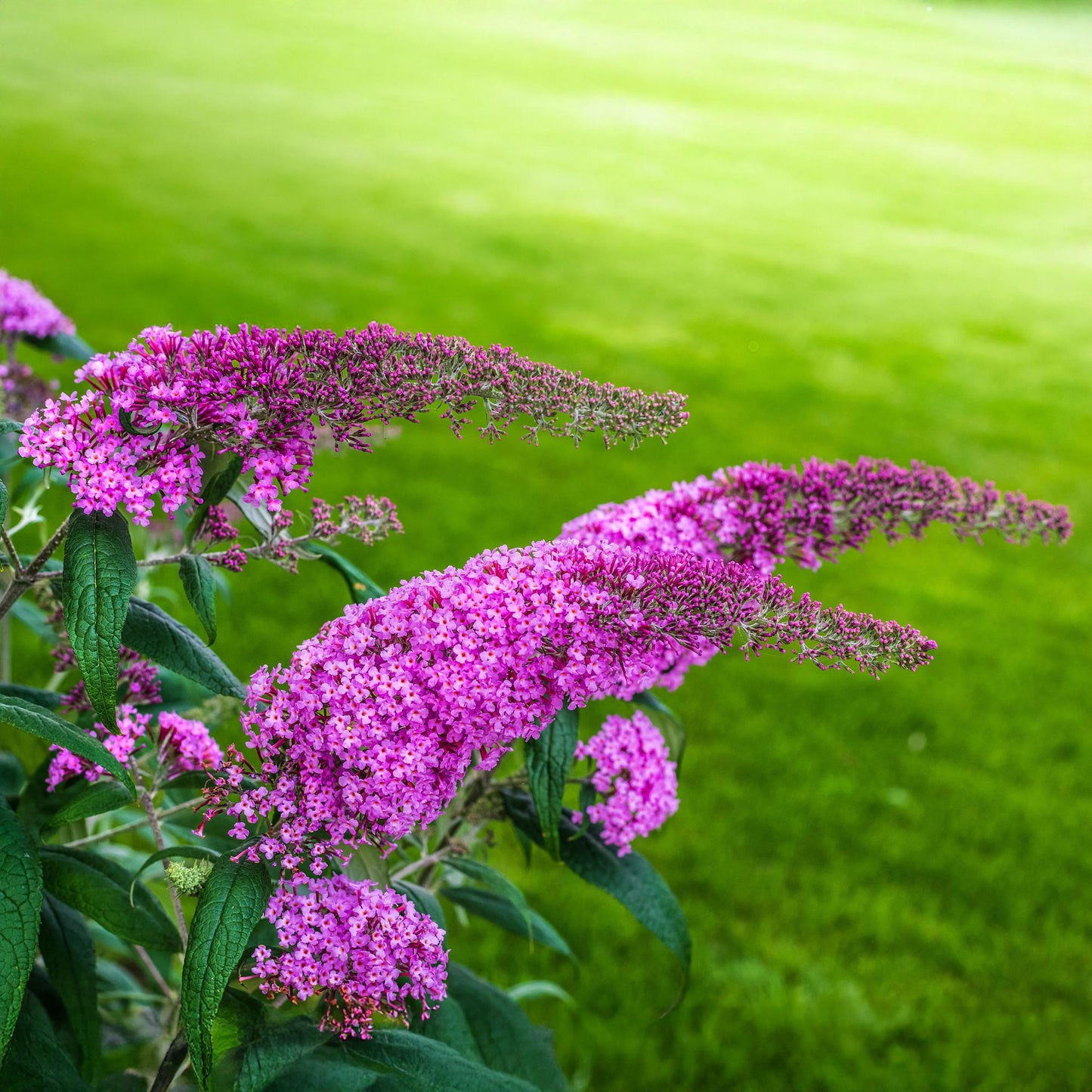 GreenboutiQ - Schmetterlingsstrauch - Buddleja davidii Pink Delight - Blüte Rosa - 1 Pflanze - Laubabwerfend - Schmetterlingsanziehend - Topf 17cm Höhe 25cm