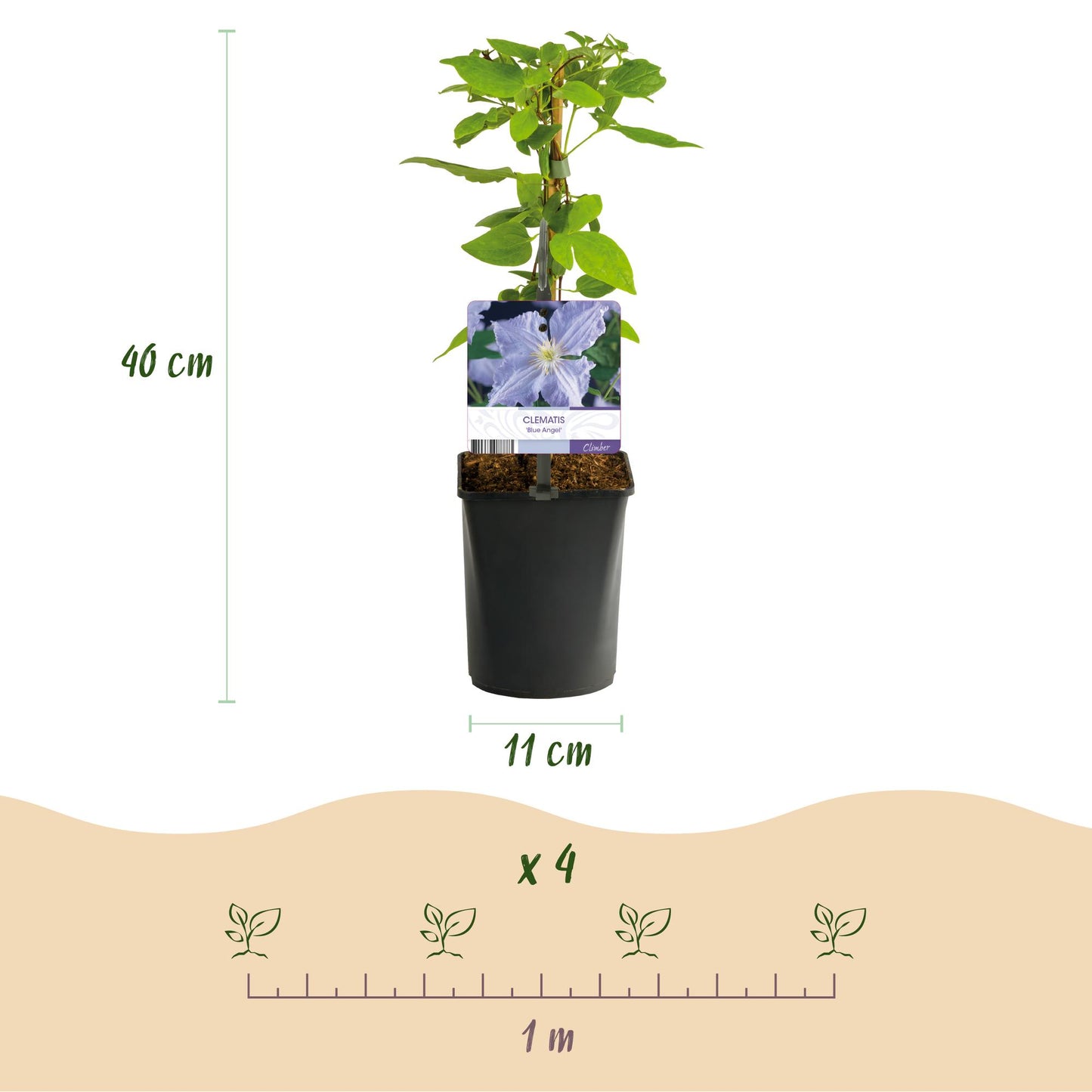 GreenboutiQ - Kletterpflanze - Clematis Blue Angel - Blüte Licht Blau - Wenig Pflege - 2 Pflanzen - Topf 11cm Höhe 40cm
