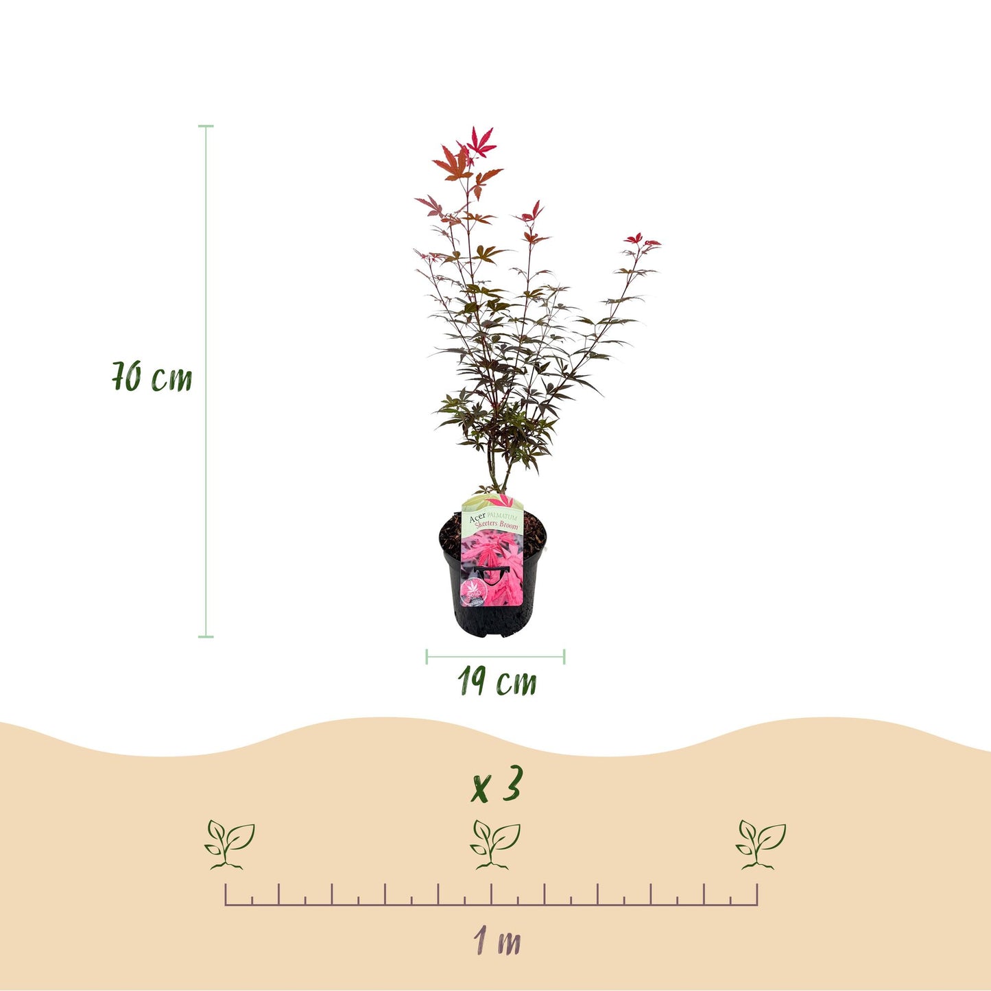 GreenboutiQ - Balkonpflanze - Japanischer Ahorn - Acer palmatum Skeetsers Broom - Lila - 2 Pflanzen - Laubabwerfend - Topf 19cm Höhe 70cm