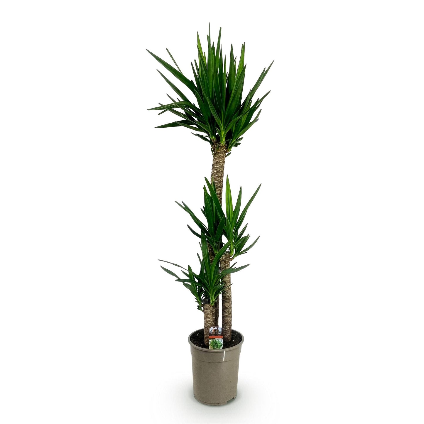 Green boutiQ - Zimmerpflanze - Yucca elephantipes - Yucca - Pflegeleicht - Grün - 1 - Topf 27cm - Höhe 170cm
