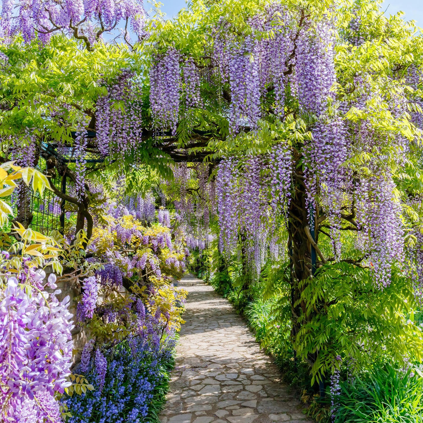 GreenboutiQ - Blauregen - Wisteria floribunda Prolific - Blüte Blau - 1 Pflanze - Topf 11cm Höhe 40cm