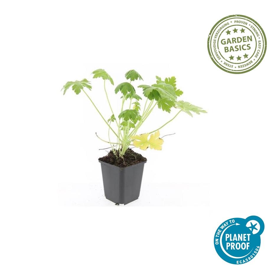40x Geranium macr. 'Spessart' - ↕10-25cm - Ø9cm