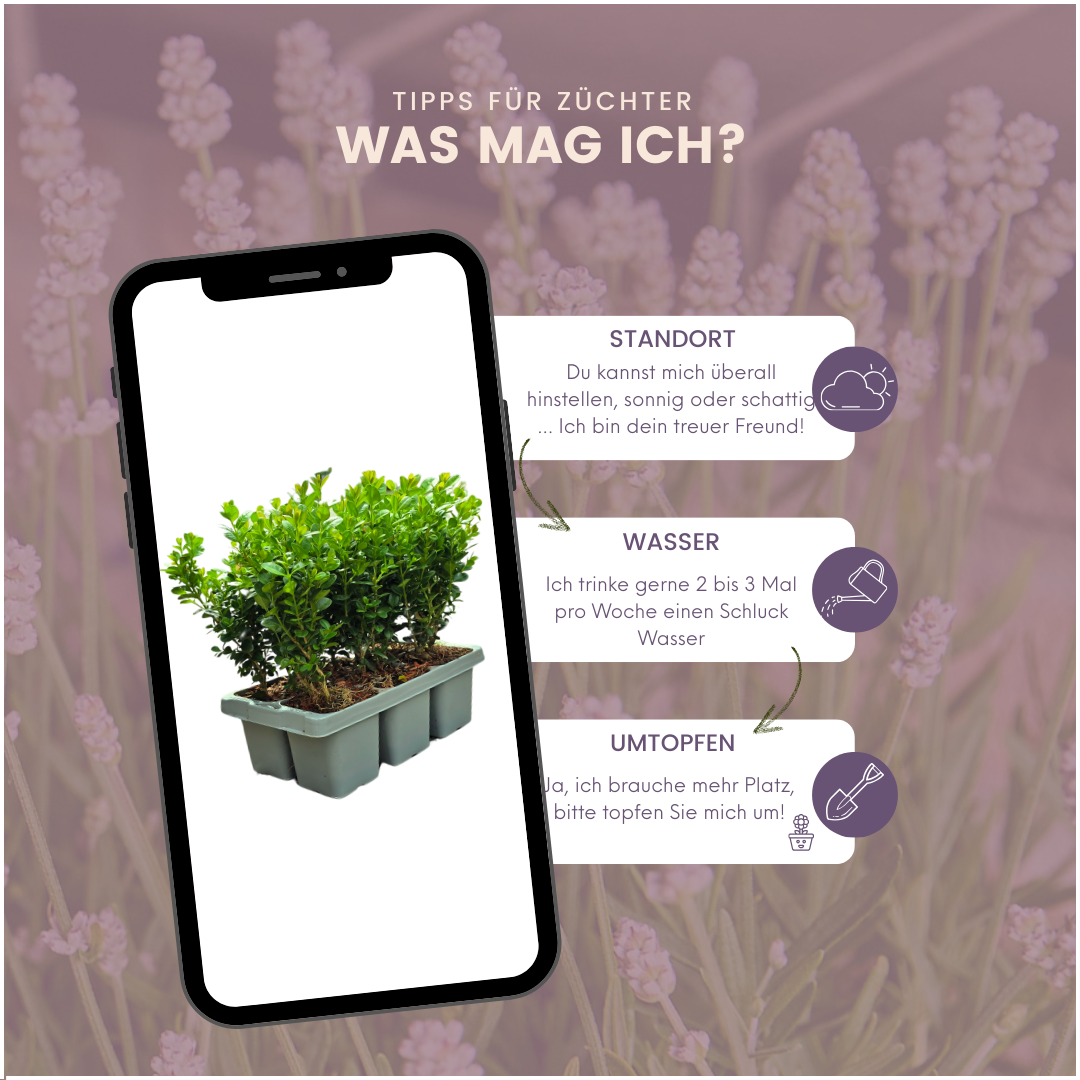 "Buxus NewGen Freedom Pflanzen 6er-Pack – Winterharte Immergrüne Sträucher  6 x Ø7 cm - ↕15 cm | Kompakter Buchsbaum"