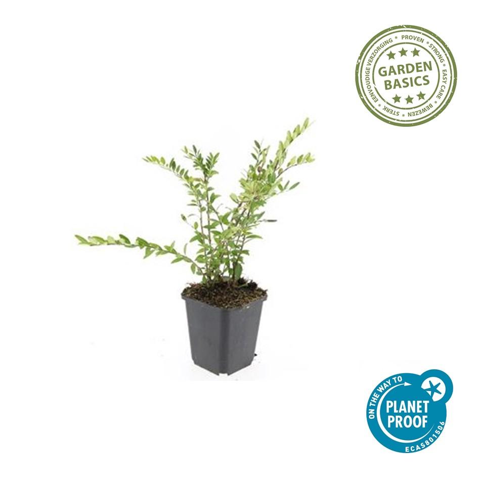 20x Lonicera pileata - ↕10-25cm - Ø9cm