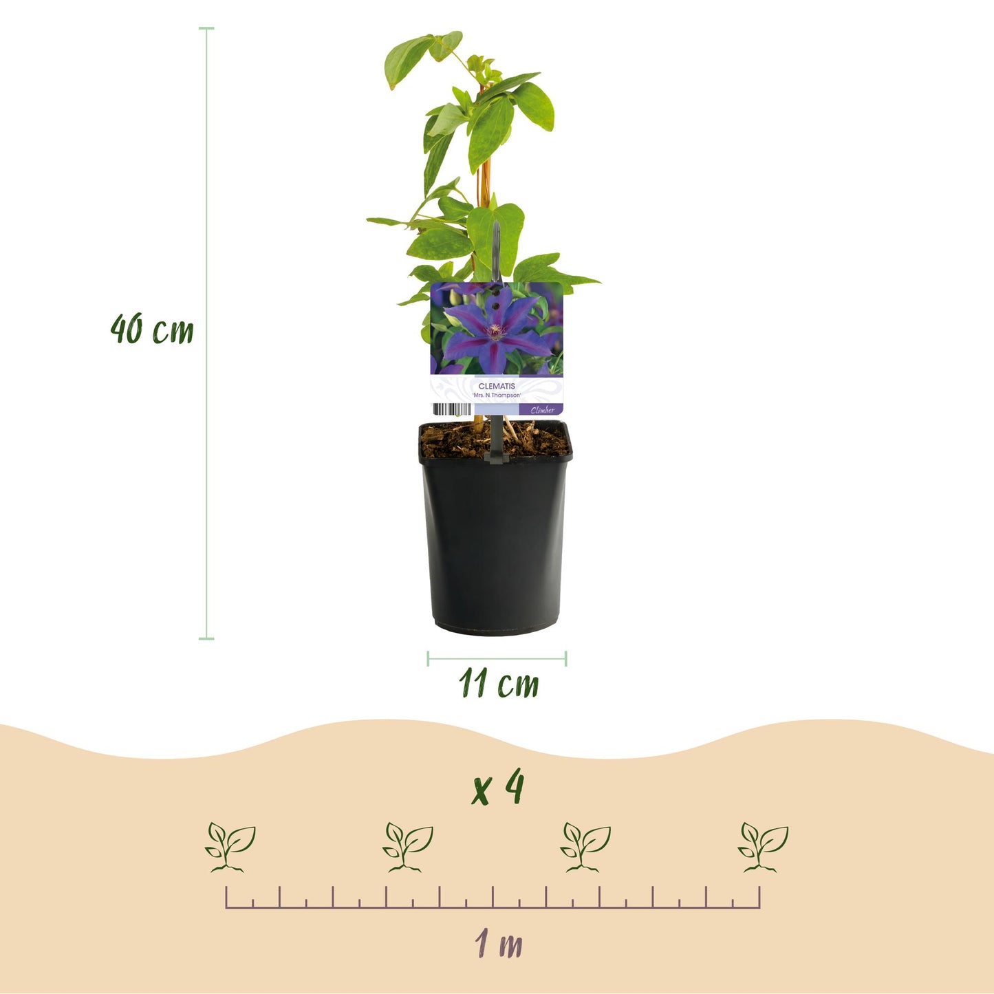 GreenboutiQ - Kletterpflanze - Clematis Mrs. N. Thompson - Blüte Rosa - Wenig Pflege - 2 Pflanzen - Topf 11cm Höhe 40cm