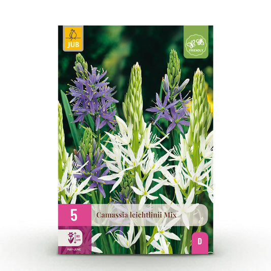 GreenboutiQ - Blumenzwiebeln - Camassia Leichtlinii Mix - Farbe Lila und Weiß - 5 Stück - Zwiebelgröße 12/14 - XXL Pack