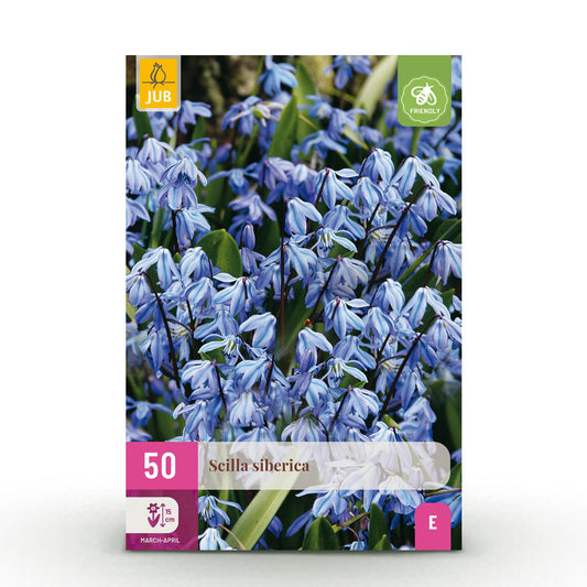 GreenboutiQ - Blumenzwiebeln - Scilla Siberica - Farbe Lila - 50 Stück - Zwiebelgröße 7/8 - XXL Pack