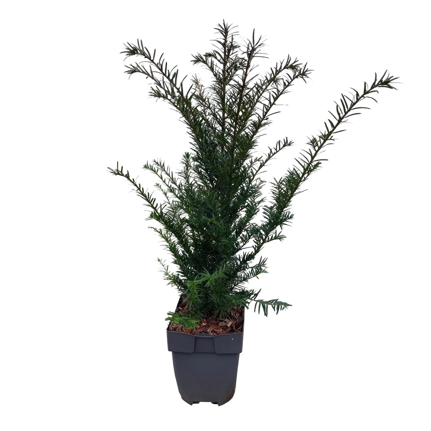 GreenboutiQ - Heckenpflanzen - Taxus baccata - Blatt grün - 6 Pflanzen - 1 laufender Meter - immergrün - Topf 17cm Höhe 60cm