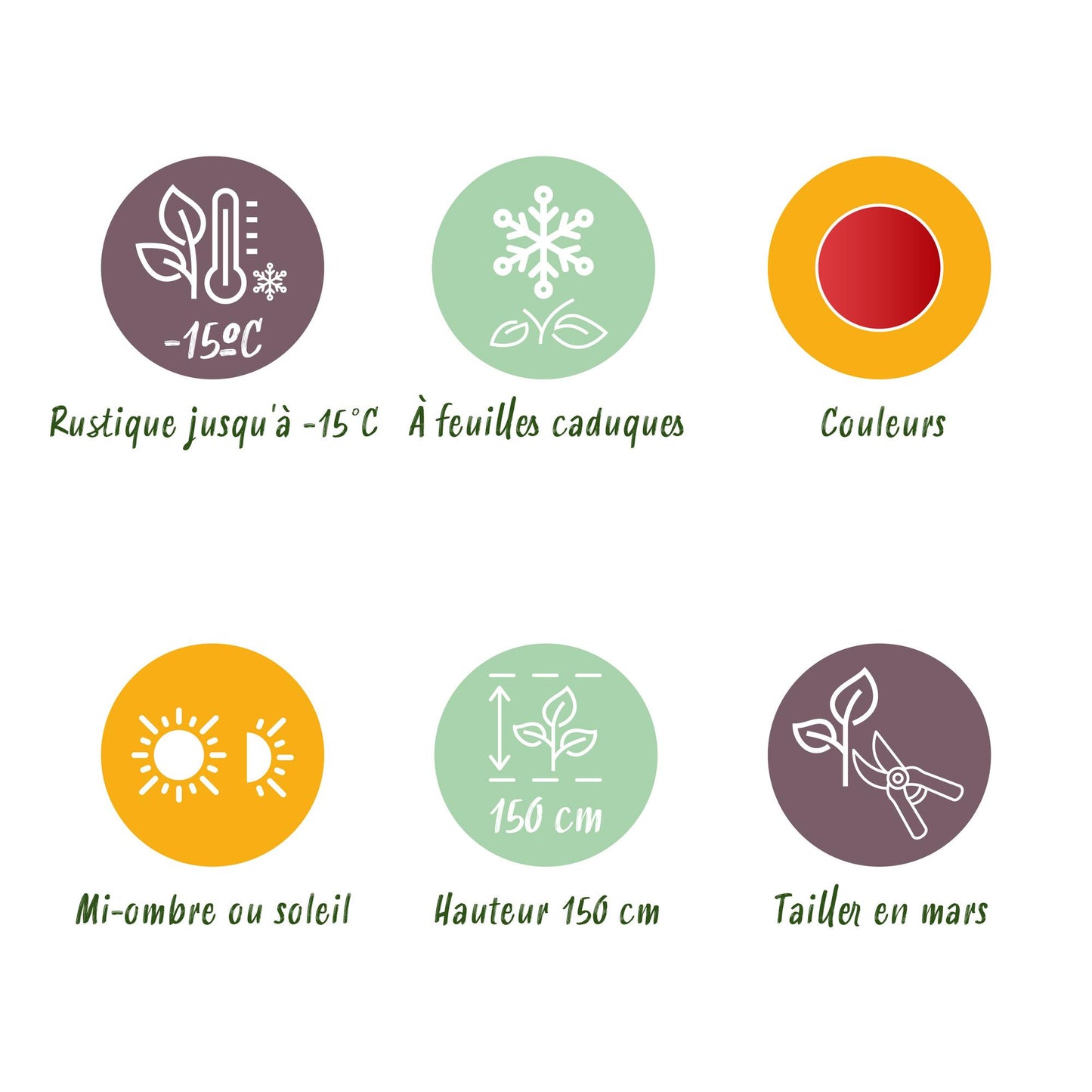 GreenboutiQ - Balkonpflanze - Japanischer Ahorn - Acer palmatum Shaina - Rot - 2 Pflanzen - Laubabwerfend - Topf 19cm Höhe 70cm