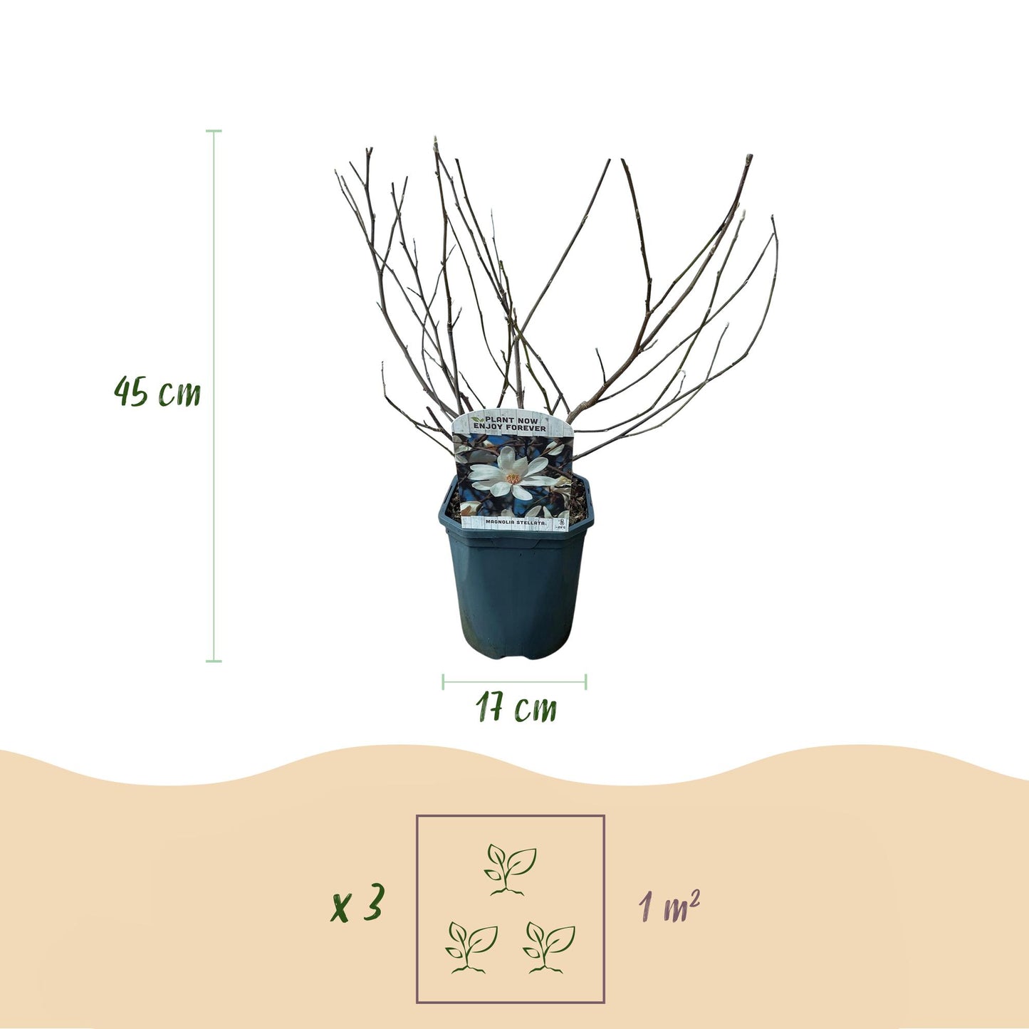 GreenboutiQ - Sträucher - Magnolia Stellata - Blüte Weiß - 1 Pflanze - Laubabwerfend - Wenig Pflege - Topf 17cm Höhe 45cm