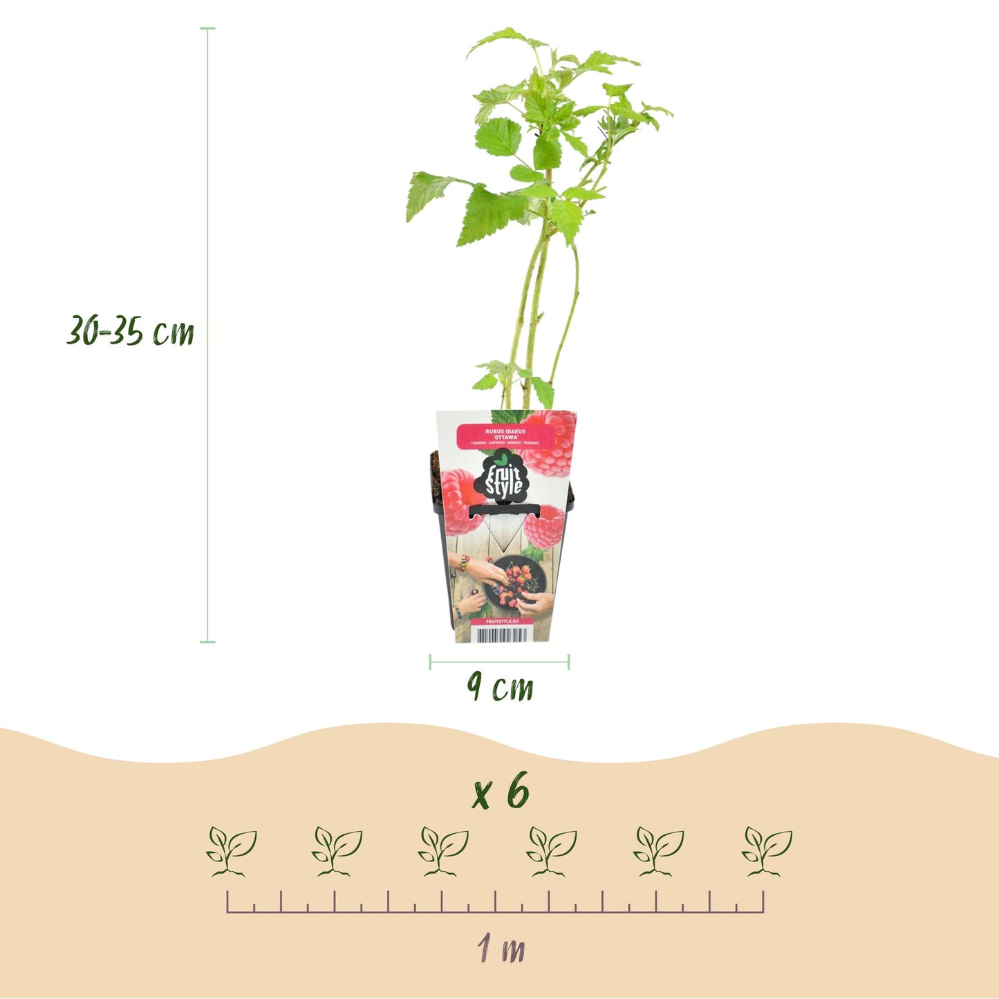 GreenboutiQ - Obstpflanzen - Himbeere - Rubus idaeus Heritage - Winterhart - 6 Pflanzen - Topf 9 cm - Rote Himbeere
