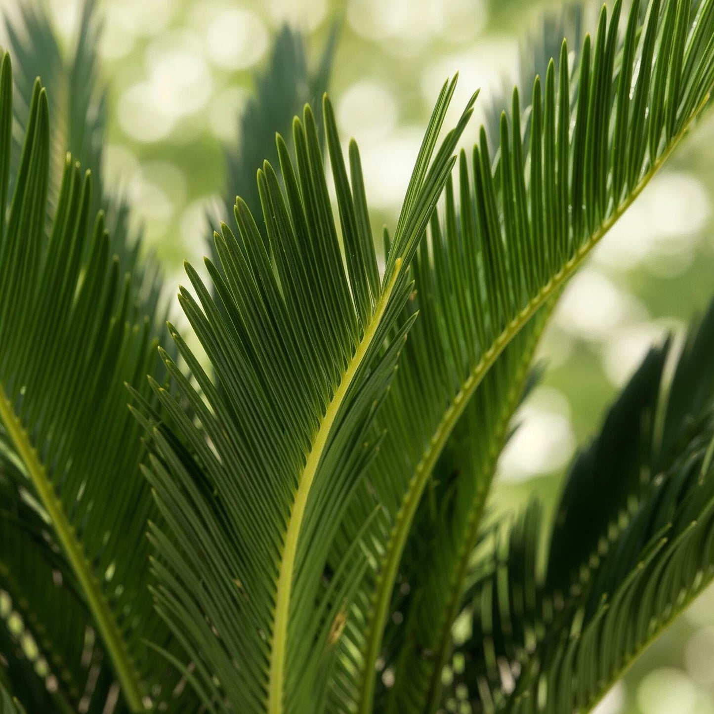 Green boutiQ - Zimmerpflanze - Cycas revoluta - Palmfarn - Wenig Pflege - Grün - 2 - Topf 17cm - Höhe 70cm