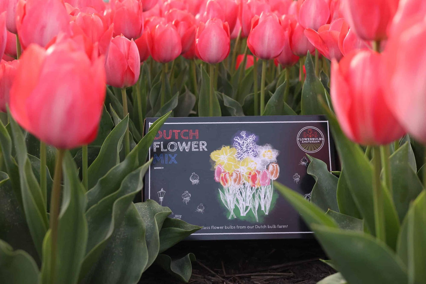 Flowerbulbs Amsterdam - Dutch Flower Mix - Luxusbox gro�, 75 Blumenzwiebeln f�r 2 m� Blumenpracht - Gr��e 12+