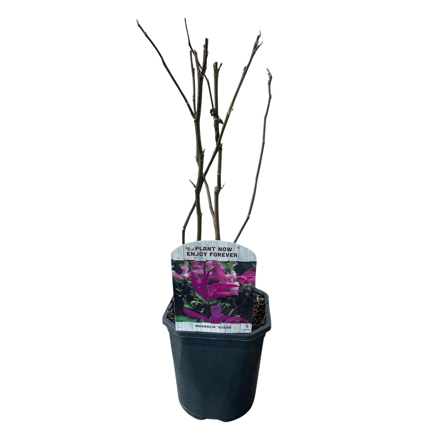 GreenboutiQ - Sträucher - Magnolia Susan - Blumen Dunkelrosa - 1 Pflanze - laubabwerfend - wenig Pflege - Topf 17cm Höhe 45cm