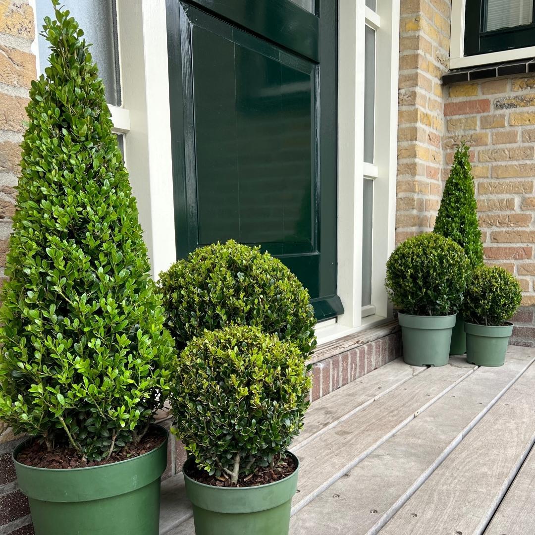 1x Ilex pyramide 55 cm hoog |  Ø  21 cm