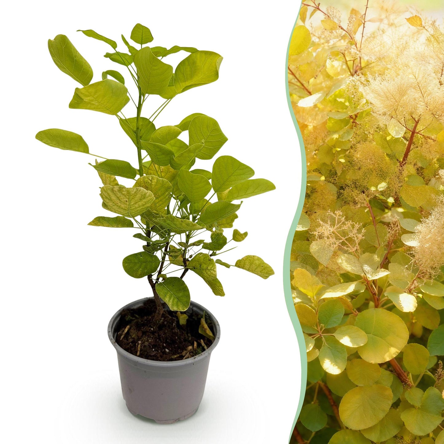 GreenboutiQ - Gartenpflanze - Cotinus coggyria Golden Spirit - Gelb - 1 Pflanze - Laubfallend - Wenig Pflege - Topf 12cm Höhe 35cm
