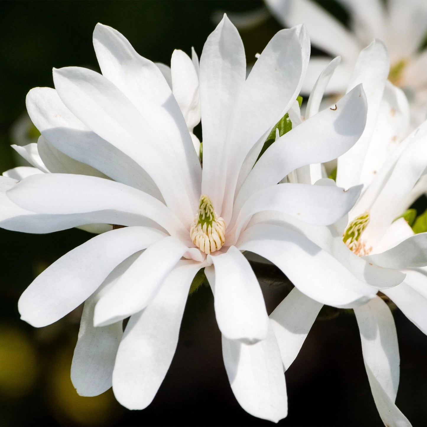 GreenboutiQ - Gartenpflanze - Magnolia stellata Royal Star - Blüte Weiß - 3 Pflanzen - Laubabwerfend - Wenig Pflege - Topf 12cm Höhe 30cm
