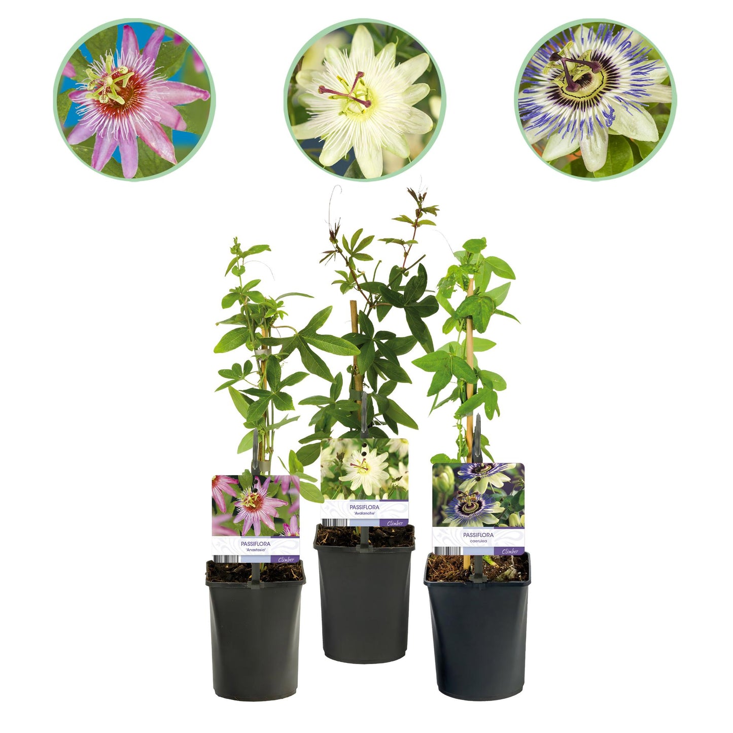 GreenboutiQ - Passionsblume - Passiflora Tricolour - Blüte Rosa Weiß Lila - Wenig Pflege - 3 Pflanzen - Topf 11cm Höhe 40cm