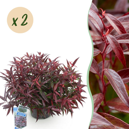 GreenboutiQ - Gartenpflanze - Leucothoe Burning Love - Rot - 2 Pflanzen - Immergrün - Wenig Pflege - Topf 17cm Höhe 45cm