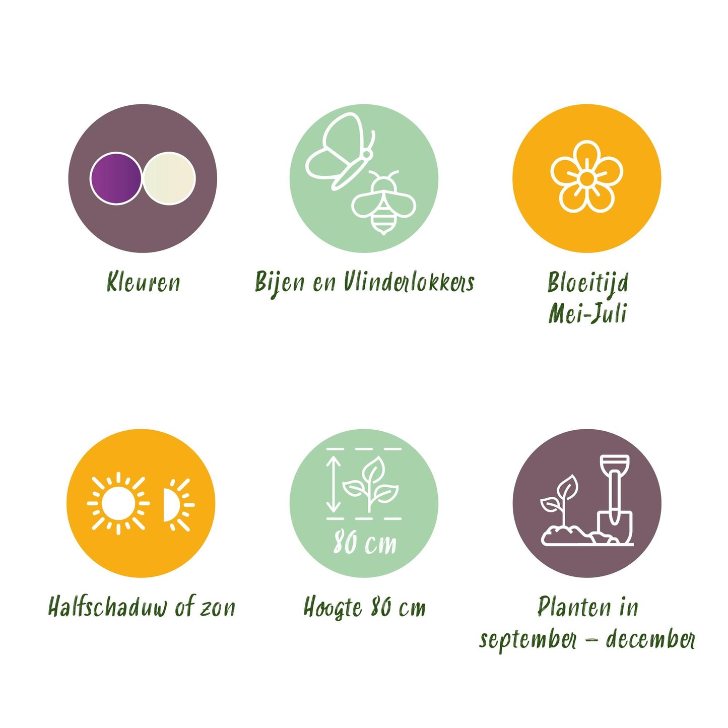 GreenboutiQ - Blumenzwiebeln - Allium Purple White Mix - Bulbs Hardy Perennial - Farbe Lila und Weiß - 15 Stück - Zwiebelgröße 10/12 - XXL Pack