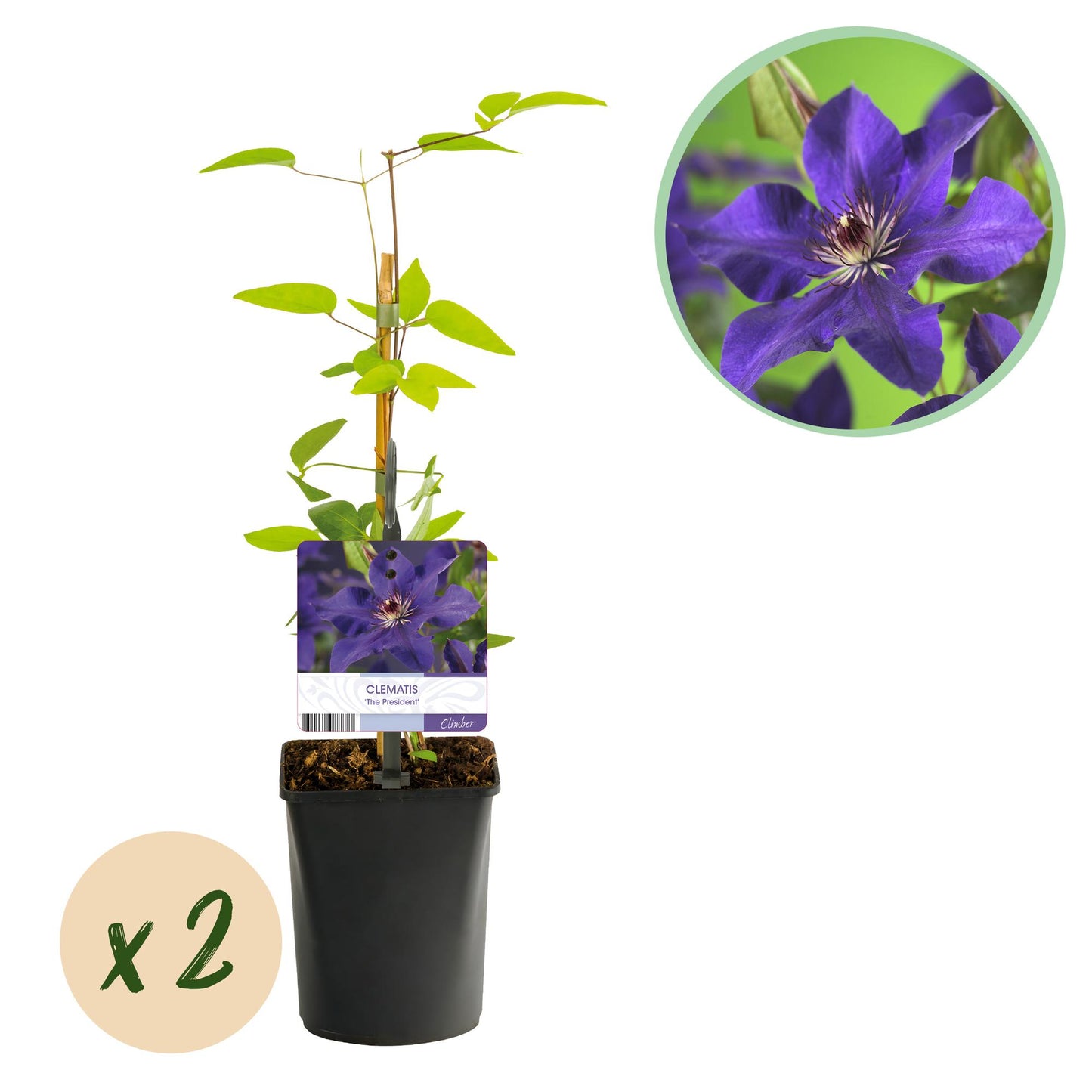 GreenboutiQ - Kletterpflanze - Clematis The President - Blüte Rosa - Wenig Pflege - 2 Pflanzen - Topf 11cm Höhe 40cm