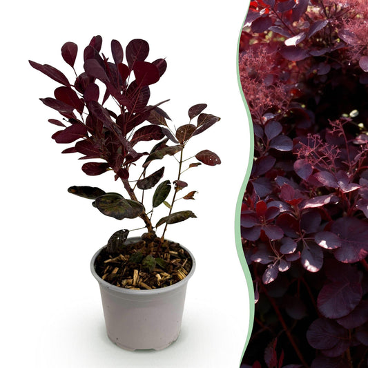 GreenboutiQ - Gartenpflanze - Cotinus coggyria Lilla - Lila 1 Pflanze - Laubabwerfend - Wenig Pflege - Topf 12cm Höhe 35cm