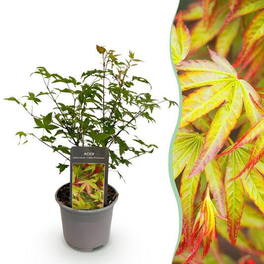 GreenboutiQ - Gartenpflanze - Acer palmatum Little Princess - Grün - 1 Pflanze - Laubabwerfend - Wenig Pflege - Topf 12cm Höhe 35cm