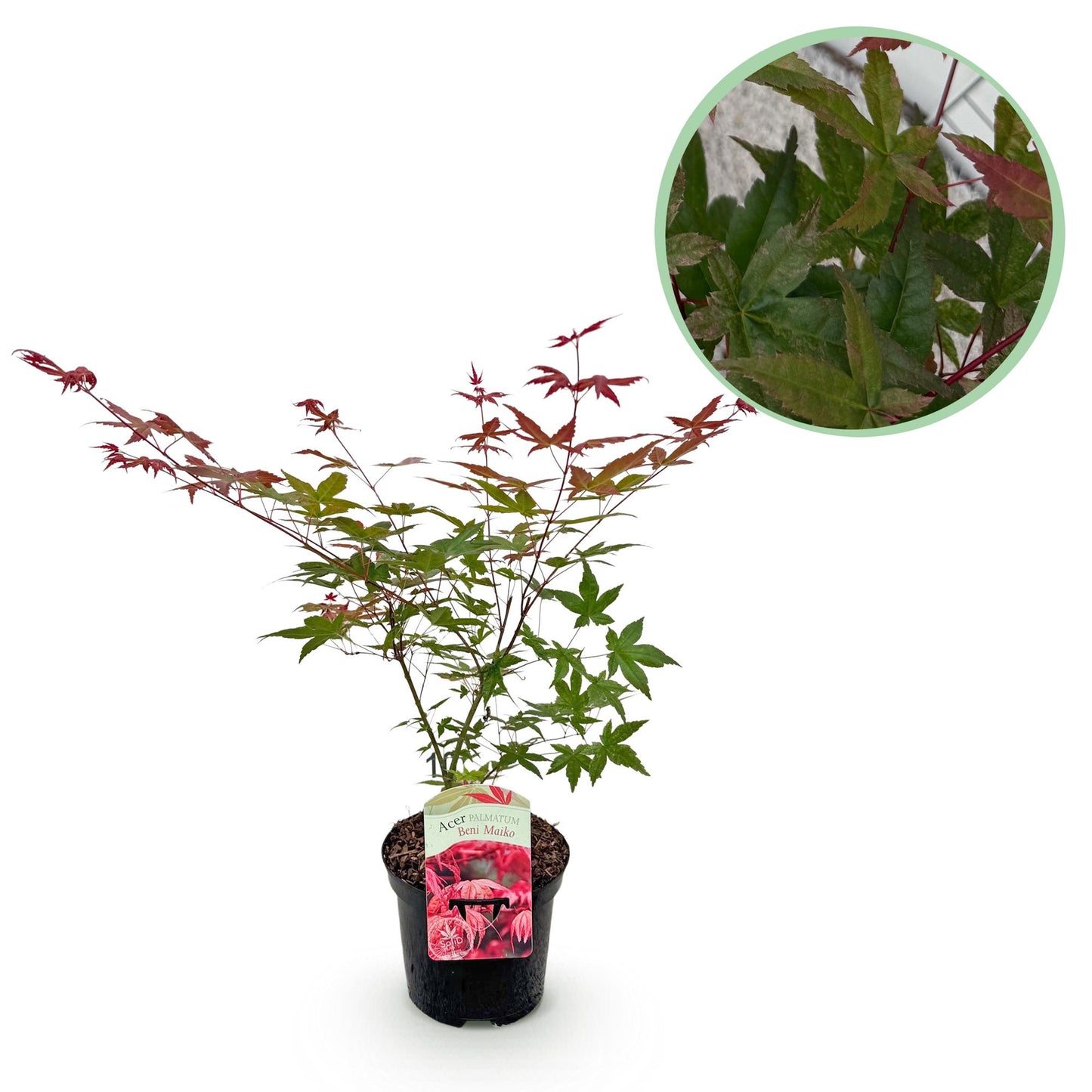 GreenboutiQ - Balkonpflanze - Japanischer Ahorn - Acer palmatum Beni Maiko - Rot - 1 Pflanze - Laubabwerfend - Topf 19cm Höhe 70cm