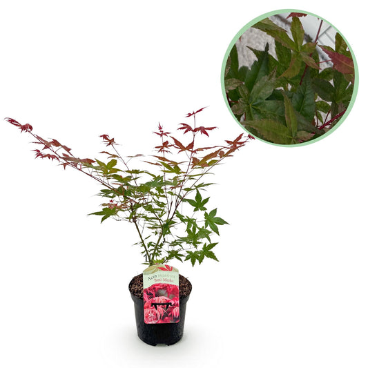 GreenboutiQ - Balkonpflanze - Japanischer Ahorn - Acer palmatum Beni Maiko - Rot - 1 Pflanze - Laubabwerfend - Topf 19cm Höhe 70cm