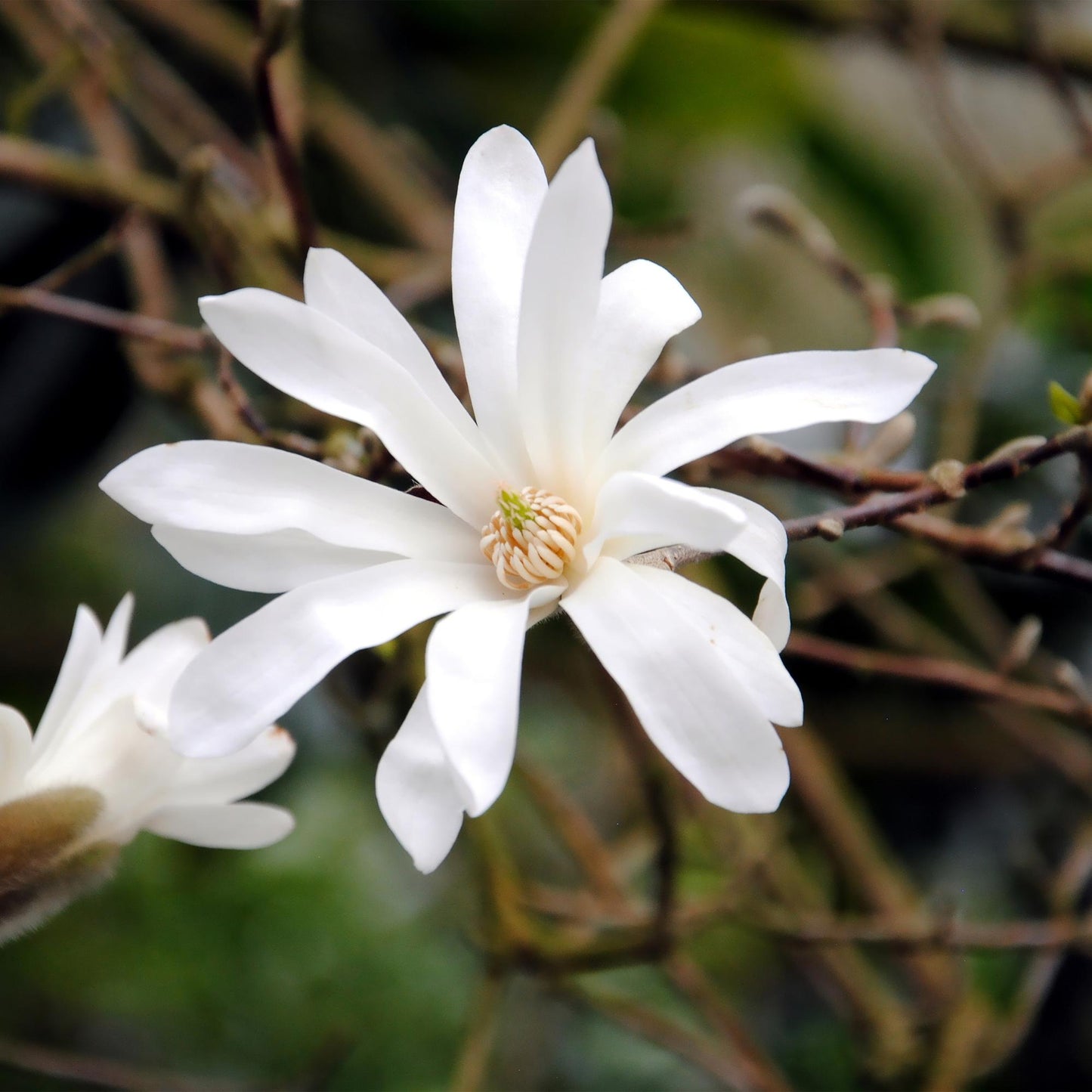 GreenboutiQ - Sträucher - Magnolia Stellata - Blüte Weiß - 1 Pflanze - Laubabwerfend - Wenig Pflege - Topf 17cm Höhe 45cm