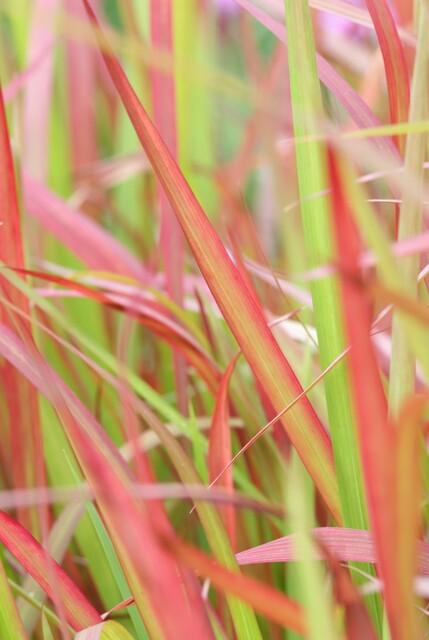 40x Imperata cylindrica 'Red Baron' - ↕10-25cm - Ø9cm