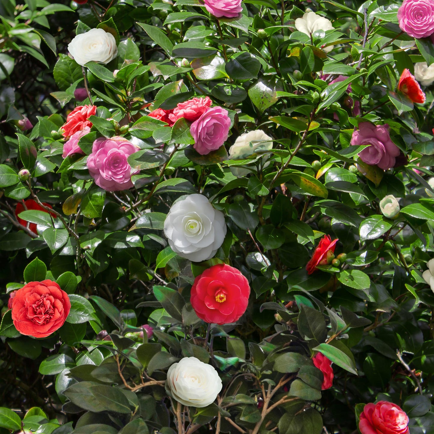 GreenboutiQ - Sträucher - Camelia japonica Tricolour - Blüte Rosa, Weiß und Rot - 1 Pflanze - Immergrün - Topf 15cm Höhe 30cm