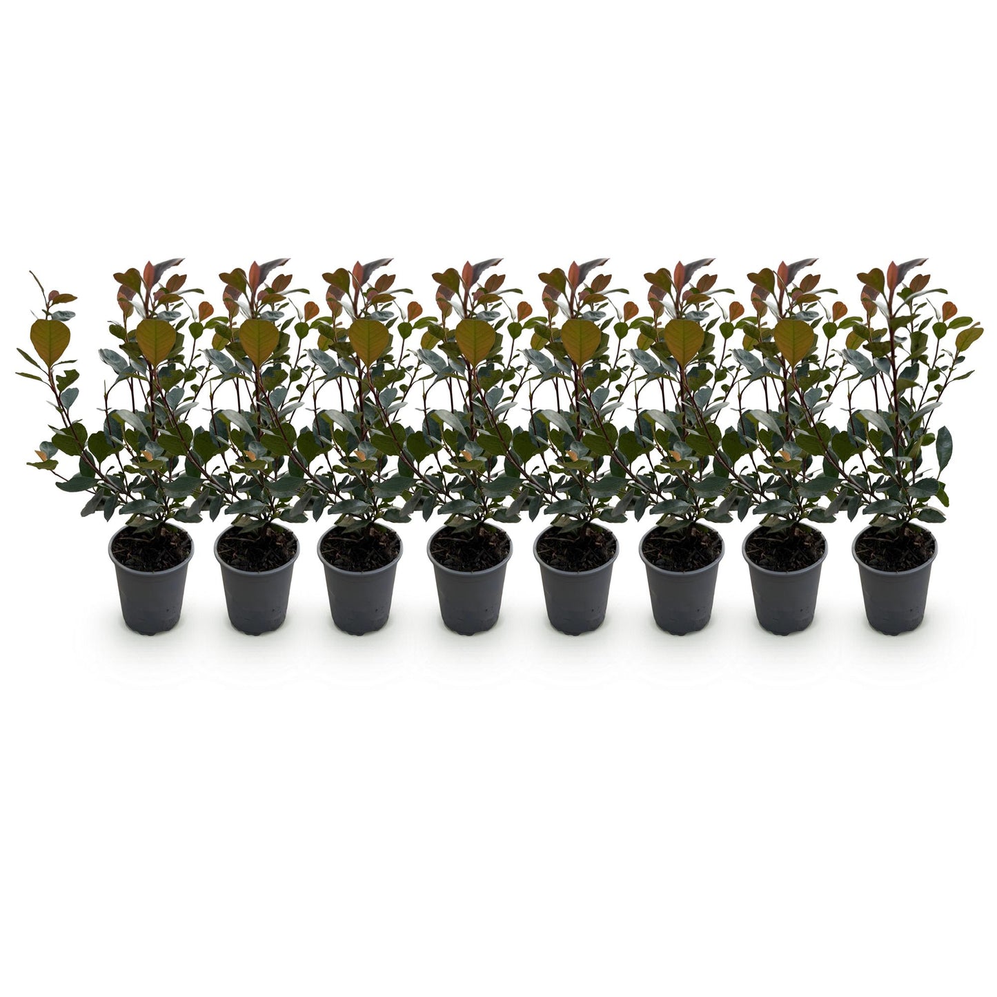 GreenboutiQ - Heckenpflanzen - Photinia Little Red Robin - Blatt Rot - 8 Pflanzen - 1 Laufmeter - Immergrün - Topf 9cm Höhe 30-35cm