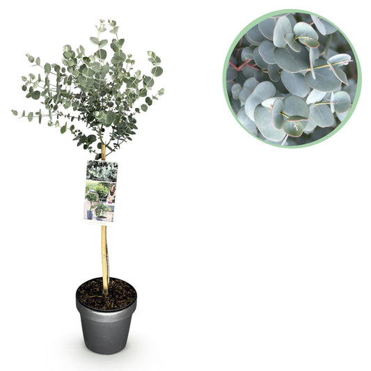 GreenboutiQ - Pflanzen auf Stamm - Eucalyptus gunni Azure - Terrassenpflanze - Immergrün - Winterhart - Graues Blatt - Topf 19 cm Höhe 90 cm