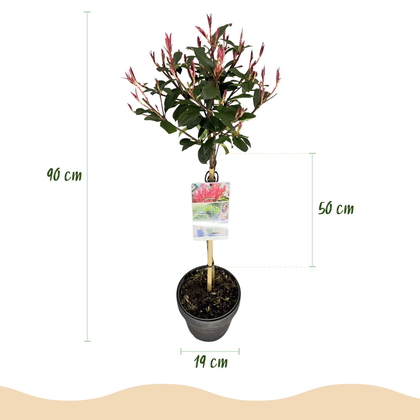 GreenboutiQ - Pflanze auf Stamm - Photinia fraseri Carre Rouge - Terrassenpflanze - Immergrün - Winterhart - Grün-Rotes Blatt - Topf 19cm Höhe 90cm