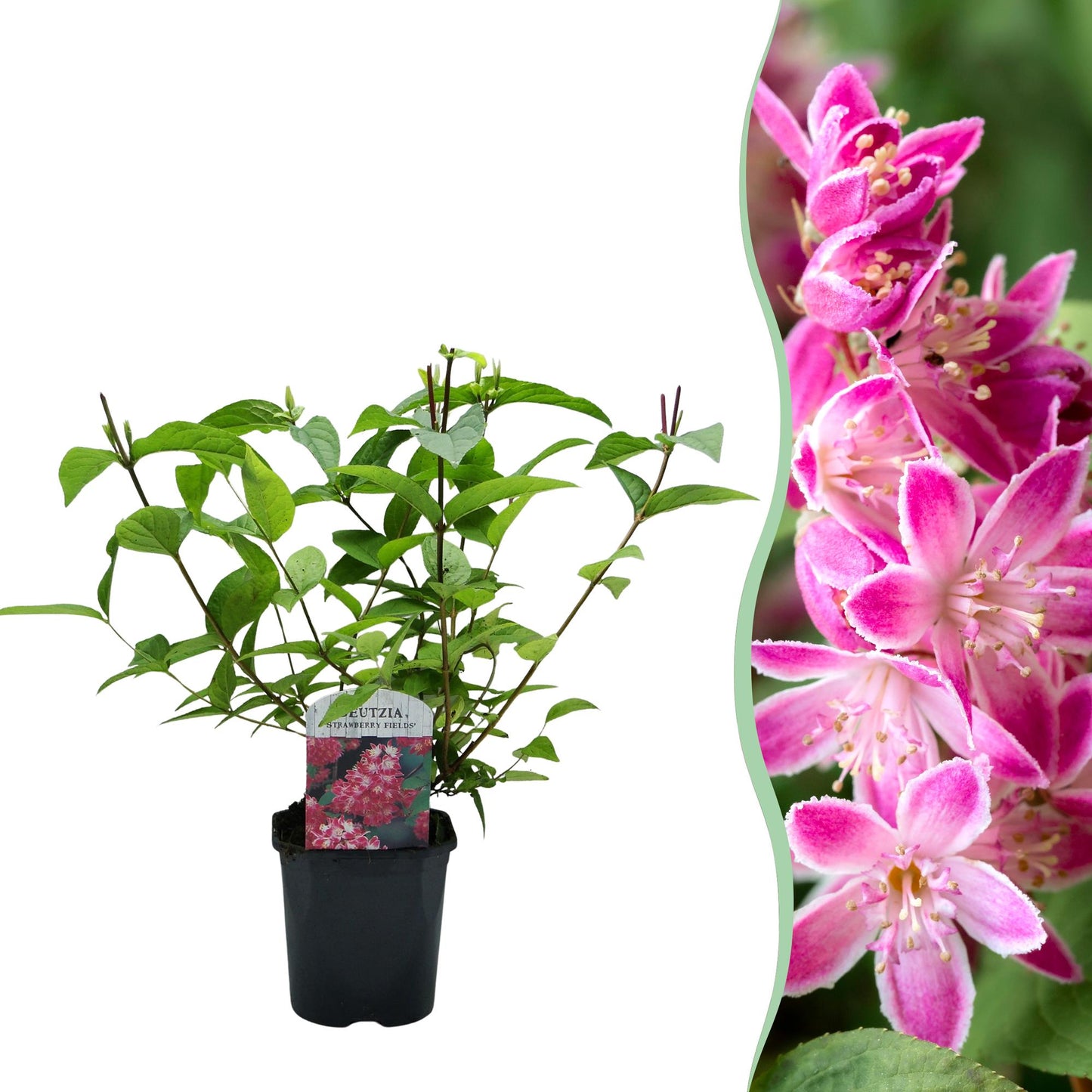 GreenboutiQ - Sträucher - Deutzia hybrida Strawbery Fields - Blüte Rosa - 1 Pflanze - Laubabwerfend - Wenig Pflege - Topf 17cm Höhe 45cm