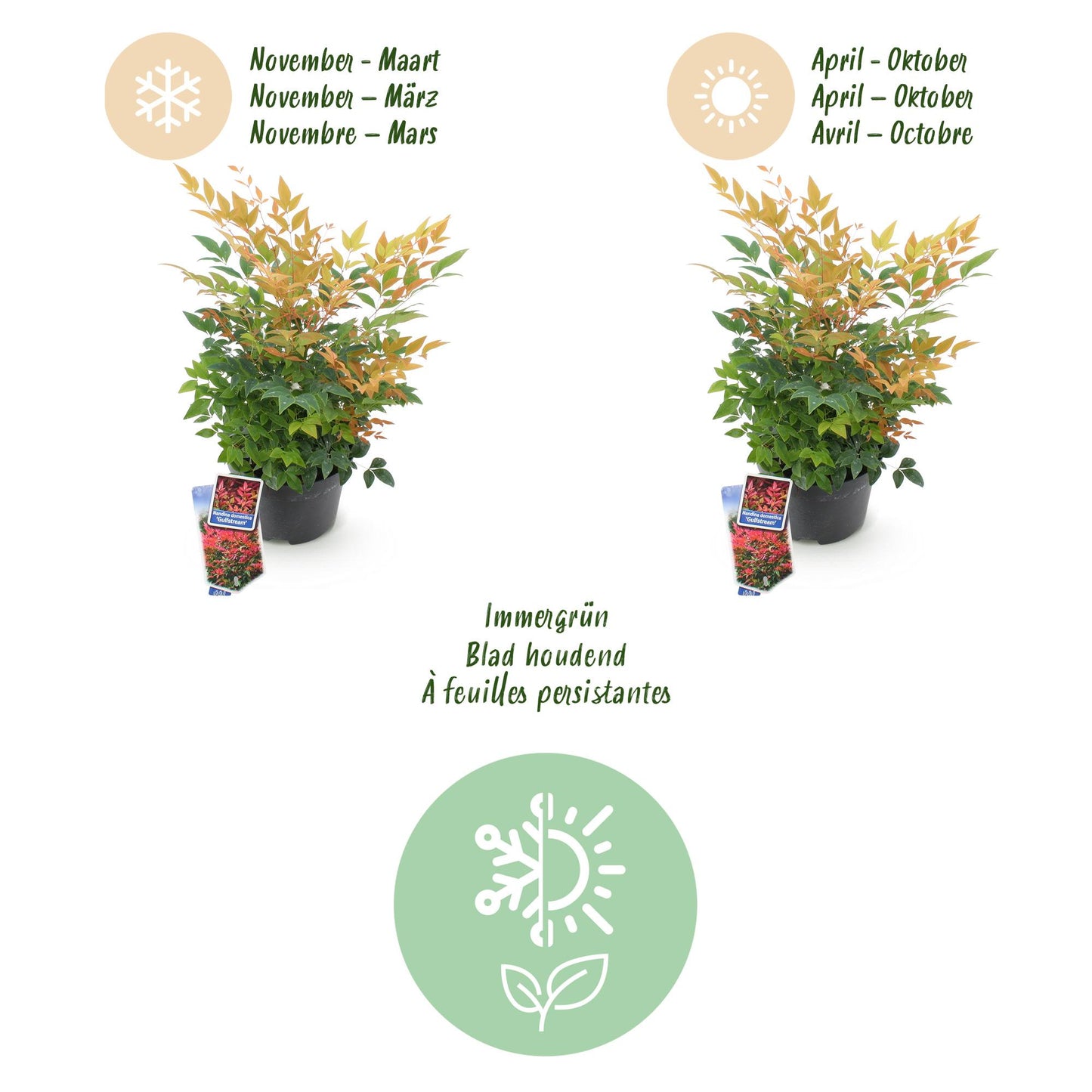 GreenboutiQ - Gartenpflanze - Nandina Gulfstream - Orange - 2 Pflanzen - Immergrün - Pflegeleicht - Topf 17cm Höhe 45cm