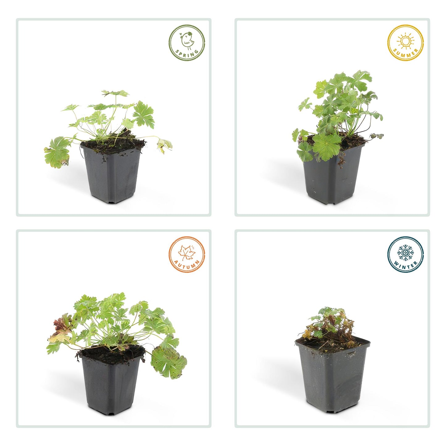 40x Geranium cant. 'Biokovo' - ↕10-25cm - Ø9cm
