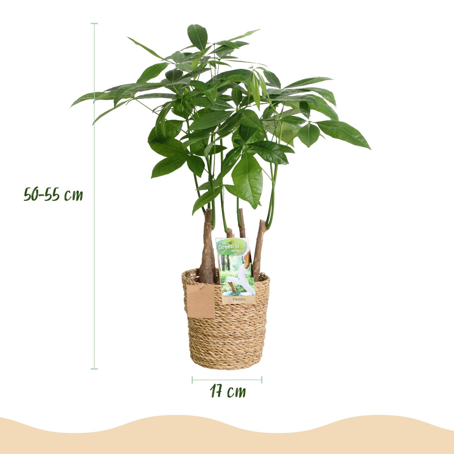 Green boutiQ - Zimmerpflanzen - Pachira Aquatica Mehrstamm - Geldbaum - Wenig Pflege - mit Korb - Grün - 2 Pflanzen - Topf 17cm - Höhe 50-55cm