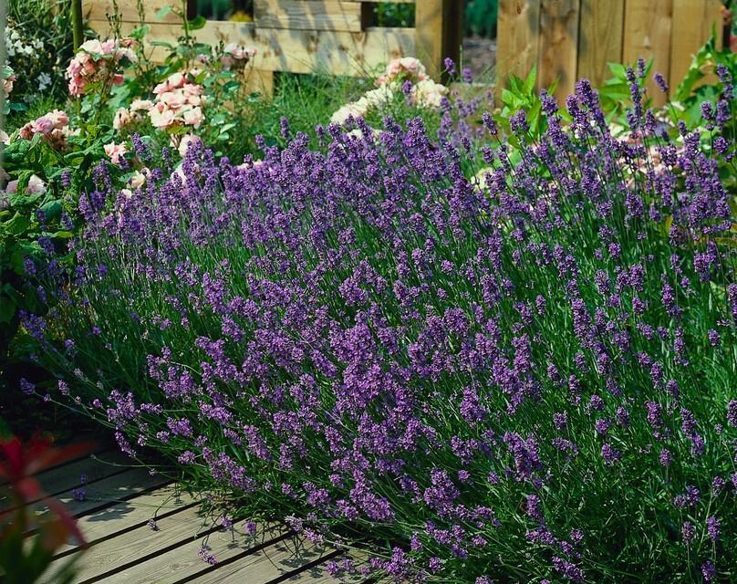 20x Lavandula ang. 'Munstead' - ↕10-25cm - Ø9cm