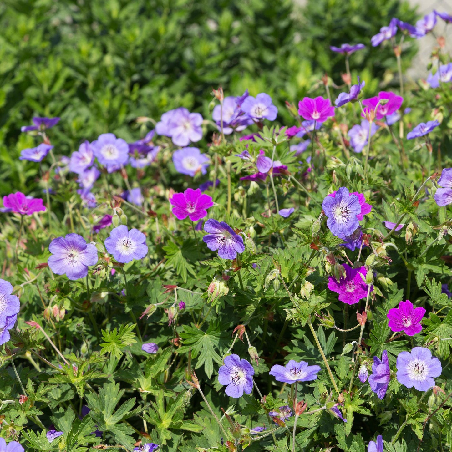 GreenboutiQ - Staudenpaket - Bodendecker - 24 Stauden - Für 3 m2 - Verschiedene Farben - Wenig Pflege - Topf 11cm