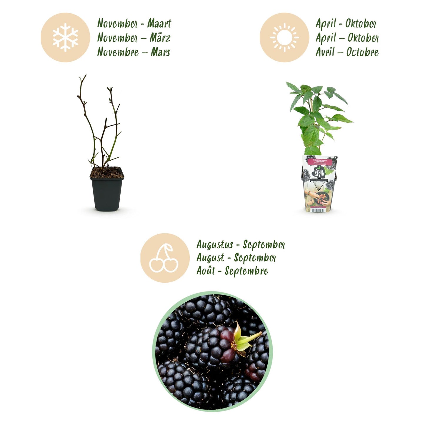 GreenboutiQ - Obstpflanzen - Dornlose Brombeere - Rubus Thornfree - Winterhart - 6 Pflanzen - Topf 9 cm - Schwarze Brombeere