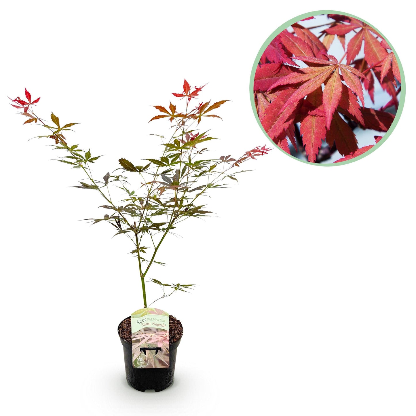 GreenboutiQ - Balkonpflanze - Japanischer Ahorn - Acer palmatum Sumi-nagashi - Rot - 1 Pflanze - Laubabwerfend - Topf 19cm Höhe 70cm