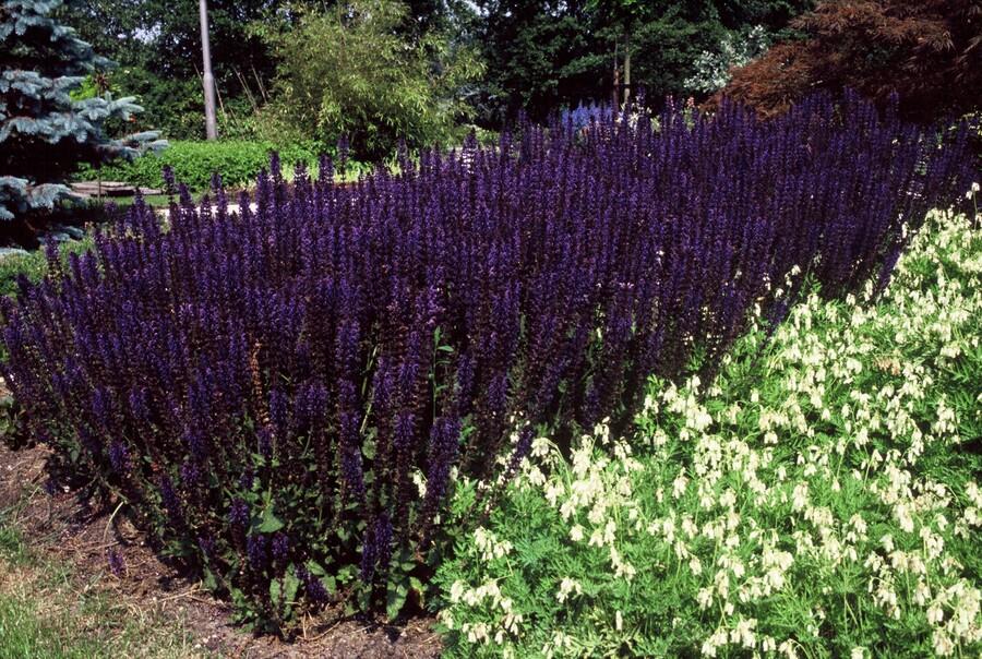 40x Salvia nem. 'Mainacht' - ↕10-25cm - Ø9cm