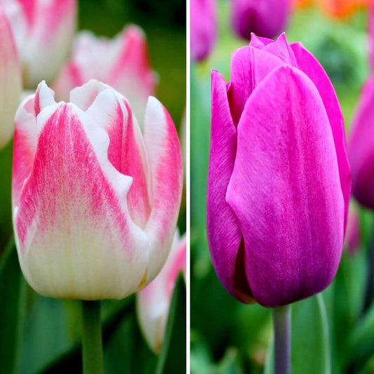 Flowerbulbs Amsterdam - Appie's Best - 30 Blumenzwiebeln - Gr��e 12+