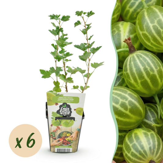 GreenboutiQ - Obstpflanzen - Stachelbeere - Ribes uva-crispa Hinnonmaki Grun - Winterhart - 6 Pflanzen - Topf 9 cm - Grüne Beere