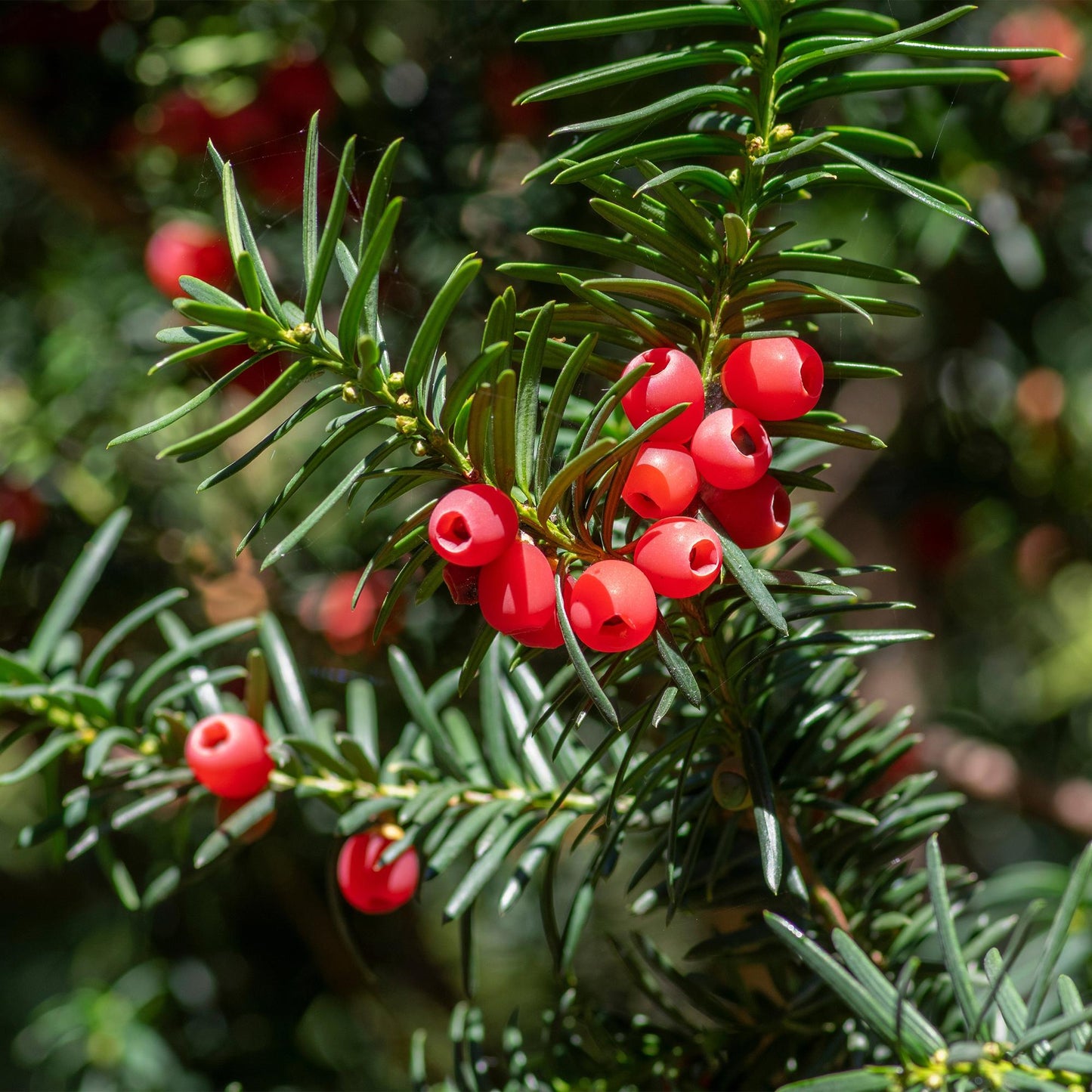 GreenboutiQ - Heckenpflanzen - Taxus baccata - Blatt grün - 6 Pflanzen - 1 laufender Meter - immergrün - Topf 17cm Höhe 60cm