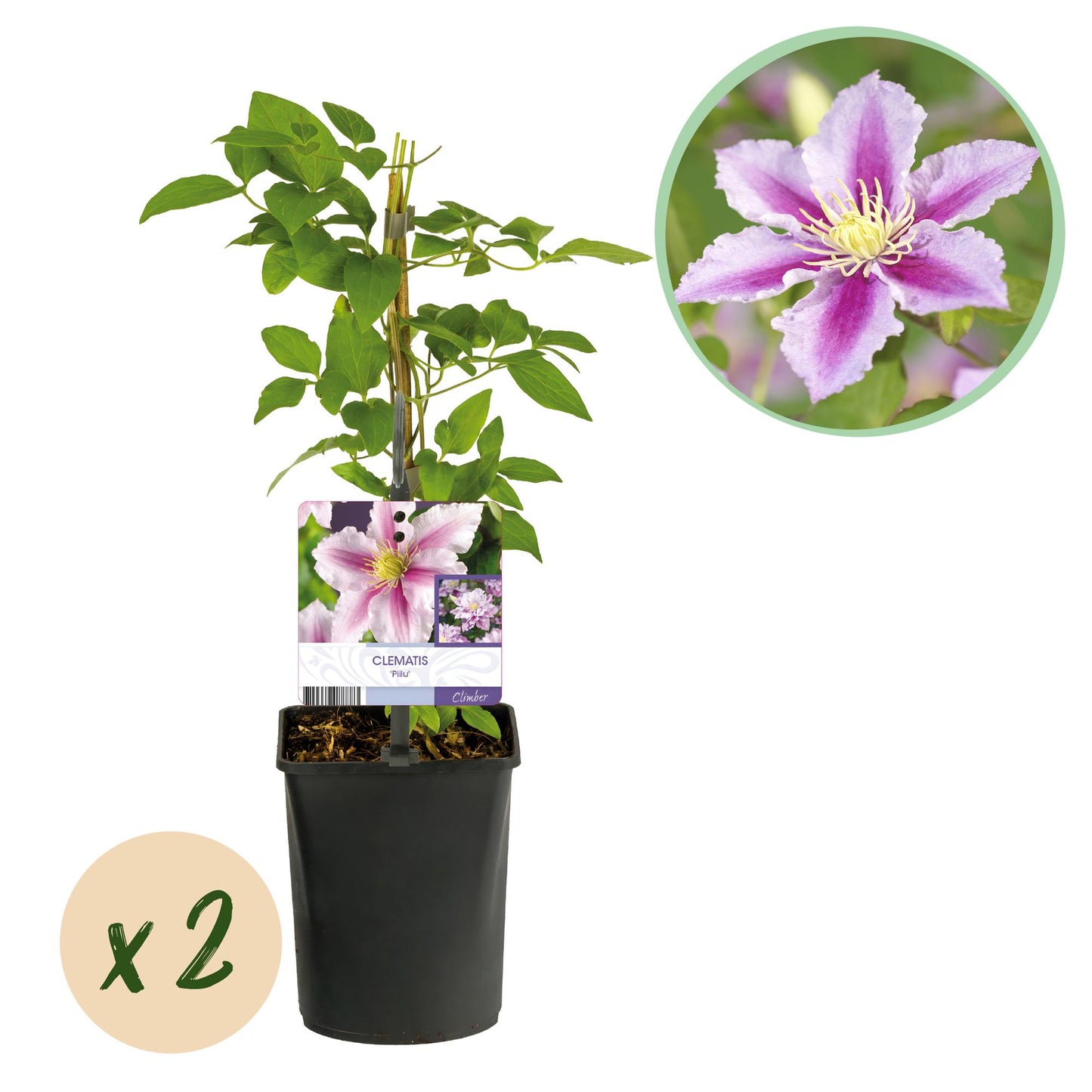 GreenboutiQ - Kletterpflanze - Clematis Piilu - Blüte Rosa - Wenig Pflege - 2 Pflanzen - Topf 11cm Höhe 40cm