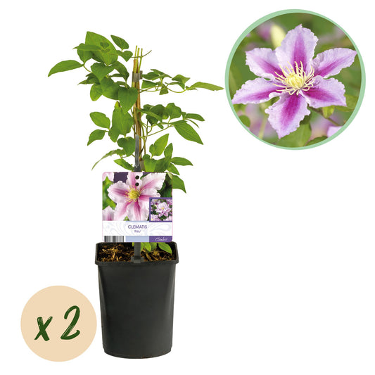 GreenboutiQ - Kletterpflanze - Clematis Piilu - Blüte Rosa - Wenig Pflege - 2 Pflanzen - Topf 11cm Höhe 40cm