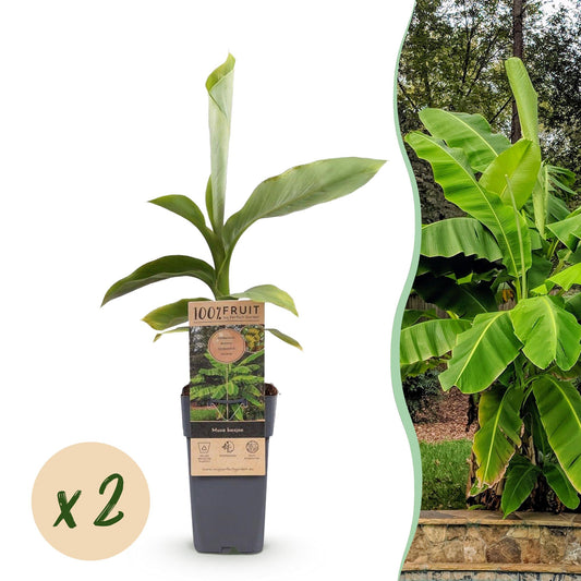 GreenboutiQ - Obstpflanze - Japanische Faserbanane - Musa Basjoo - Winterhart - 2 Pflanzen - Topf 15cm Höhe 50cm